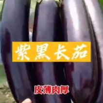 基地优品茄子种子大全南方特大早熟紫黑油亮茄子籽烧烤茄子种