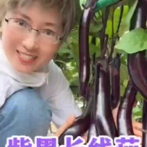 早熟超长线茄种子高产善茄黑格尔茄子籽四季蔬菜种孑烧烤茄菜