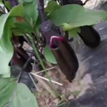 高端善高善茄种籽紫黑亮茄籽种子大全四季蔬菜种孑茄子种子