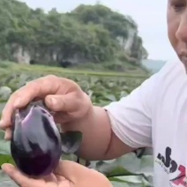 湘妹子湘早红茄子种籽早熟抗病高产三月茄圆茄子种子荷包茄子