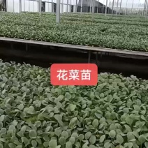 【推荐】80天菜花苗大量出售易成活对接全国基地直发