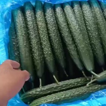 【精选】黄瓜河北现货批发供应稳定量大价优欢迎老板合作