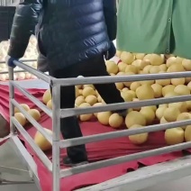 正宗黄心柚子蜜柚黄金葡萄柚黄金贡柚一键代发及批发