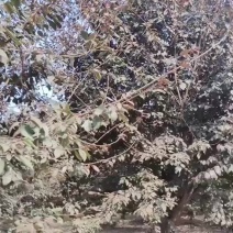 15公分紫叶李