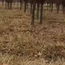 12公分紫叶李，红叶李济宁产地价格多少钱