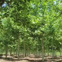 20公分法桐，胸径20公分带帽法桐