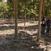 15公分法桐1-3年冠法桐