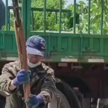 14公分法桐，三年帽法桐价格