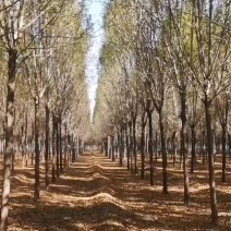 13公分白蜡，胸径13公分白蜡树