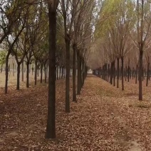14公分白蜡，14公分全冠白蜡市政工程用树