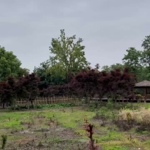 中国红枫特惠供应红枫苗木基地自产自销树形好量大优惠
