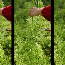 益母草中药材干货泡茶新鲜泡水喝泡茶益母草干红糖水