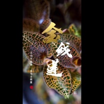 精选南靖12月金线莲干品金线莲