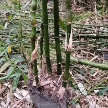 佛肚竹