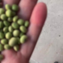 【东北】小青豆中粒视频看货保质保量无杂质欢迎咨询