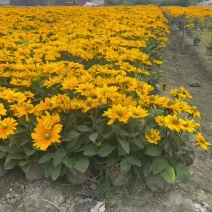 金光菊工程杯苗成都苗圃基地直销花境花坛花卉量大从优