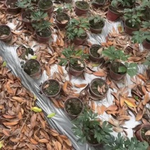 精品芍药花卉盆栽批发观赏芍药价格成都芍药基地直供