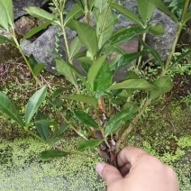 栀子苗分关1号