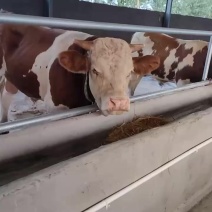 山东活体肉牛犊母牛贵州鲁西黄牛仔四川大型养殖湖南云南利木
