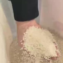 黑龙江新米珍珠米满口香
