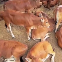 鲁西黄牛活体小母牛养殖肉牛犊活体3-6个月养殖云南牛西门