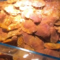 琵琶虾，九齿扇虾一手货源量大从优诚信合作欢迎来电
