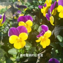 三色堇、时令花卉、角堇、紫色角堇、黄色角堇