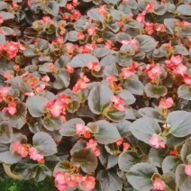 玻璃海棠杯苗批发花境花坛庭院园艺草花成都花卉苗木批发
