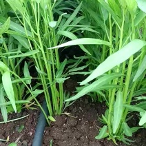 【精品空心菜】广东湛江产地直发质量上乘货源充足欢迎订购