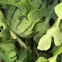 京欣西瓜