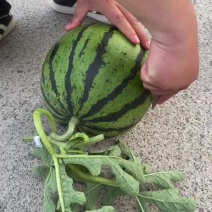 夏邑麒麟美都西瓜头茬无籽西瓜整车发货支持电商一件代发