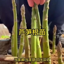 芦笋穴盘苗