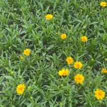 金鸡菊杯苗批发成都金鸡菊基地直供花境花坛工程园林绿化