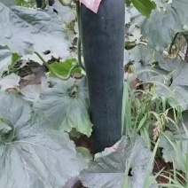 乐山黑皮东瓜大量上市产地直发质量保证货源充足全国发货