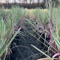 花叶芦竹杯苗盆苗批发20-80公分高水体湿地绿化观赏