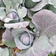 【紫甘蓝】大量上市甘肃基地直供质量保证一手货源欢迎订购