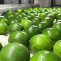 【重庆香水青柠檬】当季新鲜水果香味浓郁10斤非安岳黄柠檬