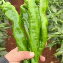 广东湛江徐闻辣椒，龙椒，螺丝椒，各辣椒类全国走货。