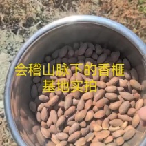 25年新货香榧（不开口）