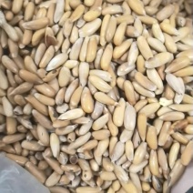 巴西松子手剥长粒特2025新货大颗粒