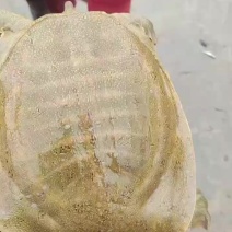 外塘生态黄公甲鱼
