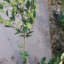 湘林系列油茶树苗