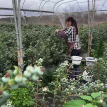 广西食养优选供应链有限公司精品蓝莓现货大量批发