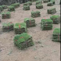 广东现货草坪耐踩易活四季常青清远草皮批发量大价优