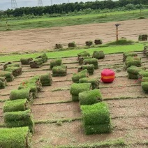 珠海现货草坪批发马尼拉大叶油就近配送量大价低