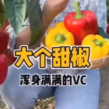 【实力货源】黄彩椒寿光新鲜彩椒产地直发全国供应