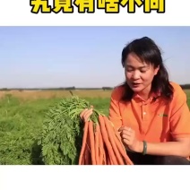 【实力货源】帝王萝卜水果萝卜新鲜寿光直发全国供应