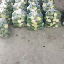 白萝卜几十万斤产地直发量大从优可视频看货价格美丽