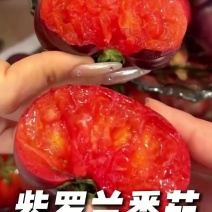 【寿光紫罗兰】紫罗兰番茄产地直发全国供应紫色番茄