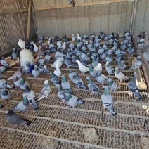 散养灰羽老鸽子黄油老鸽子品质上乘质量保证欢迎咨询